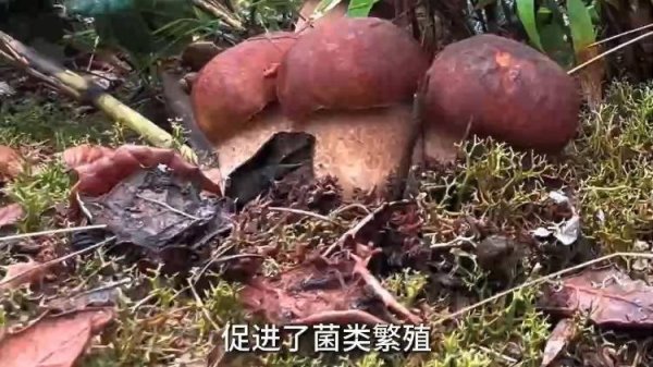 天盈资本 种类900+ 为什么云南有这么多种蘑菇？